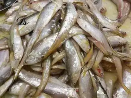 Make Noodle tow fish step 0