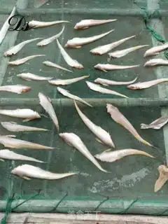 Make Noodle tow fish step 2