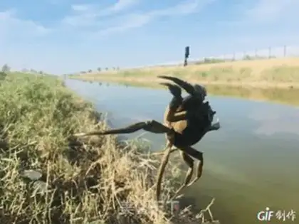 Make Fresh crabs step 0