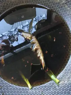 Make Pickle-crawling shrimp step 6