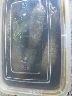 Make Pickle-crawling shrimp step 9