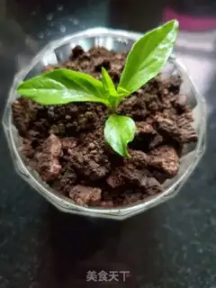 Make The yogurt plant step 6