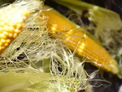Make Corn shaving tea step 0