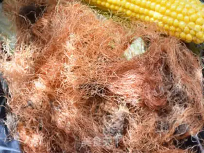 Make Corn shaving tea step 1