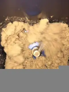 Make Gin and sugar step 2
