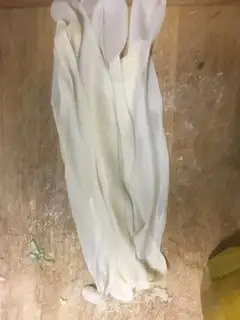 Make The oily noodles from the dumplings step 1