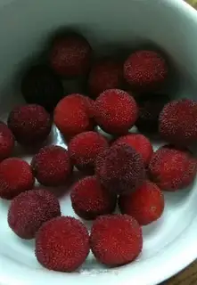 Make Yellow sugar vasectomy step 0