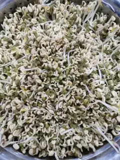 Make Green bean sprouts step 4