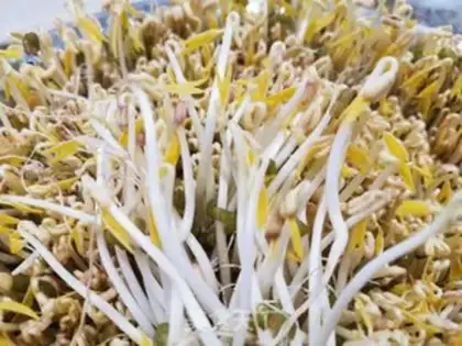 Make Green bean sprouts step 5
