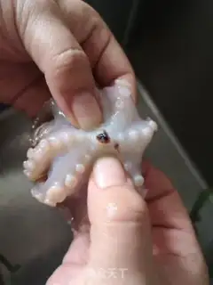 Make The octopus step 0