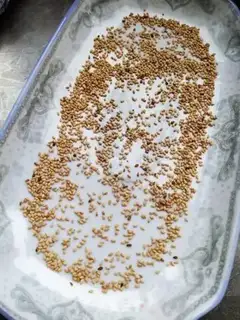 Make Pumpkin pie step 11