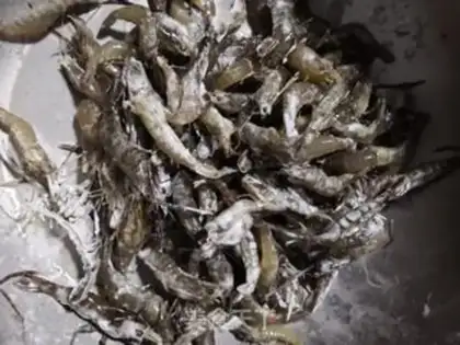 Make Fried shrimp step 2