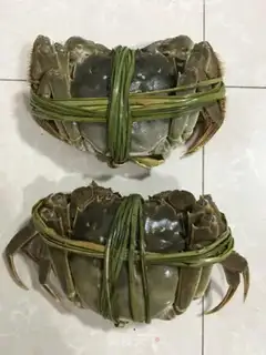 Make ♪ Vacuate the crabs ♪ step 0