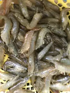 Make Salt-water shrimp step 0