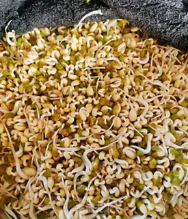 Make Green bean sprouts step 6