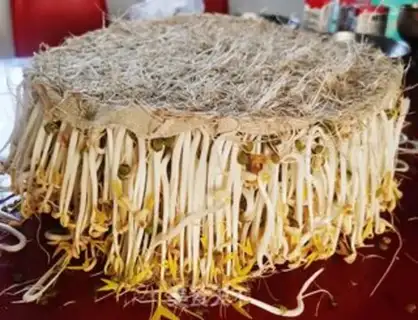Make Green bean sprouts step 11