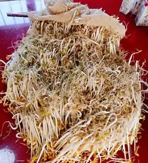 Make Green bean sprouts step 12