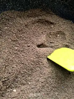 Make Homemade liver powder step 11