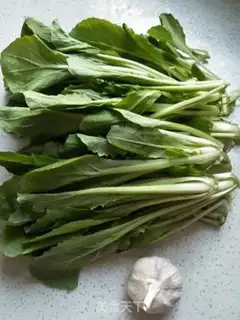 Make Pelican cabbage step 0