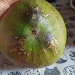 Make Coconut step 0