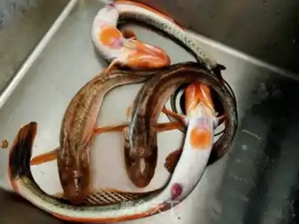 Make The catfish stew step 0