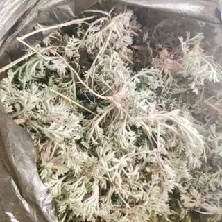 Make Steamed artemisinin step 0