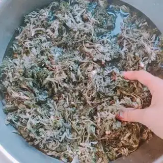 Make Steamed artemisinin step 2