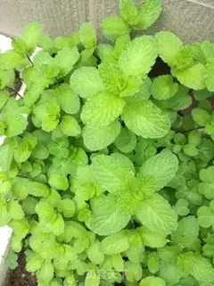 Make Mint noodles step 0