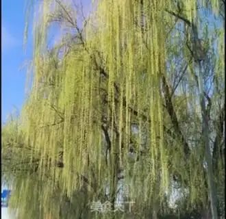 Make Cool willows step 0