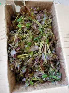 Make Oily and fragrance step 0