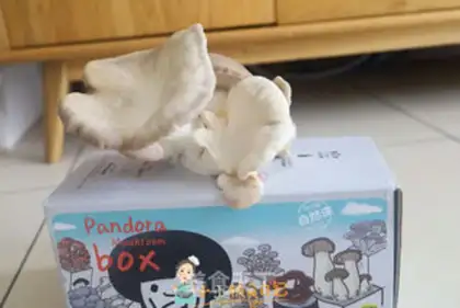 Make Mushroom meat pine six times porridge step 0