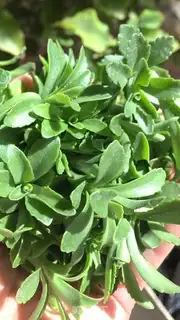 Make Peanut gravy step 1