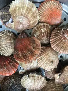 Make Steam scallops step 1