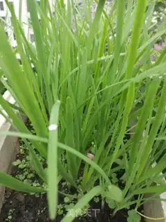 Make "Spring bean sprouts" step 0