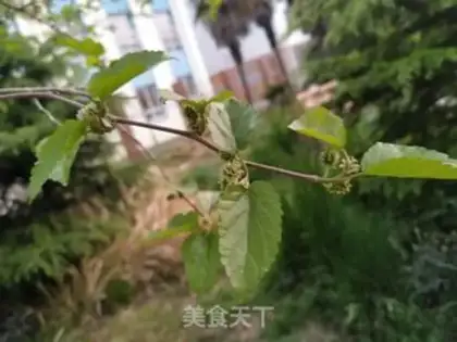Make Steam the leaves step 0