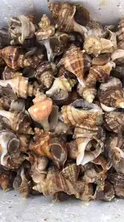 Make Sea conch noodles step 0