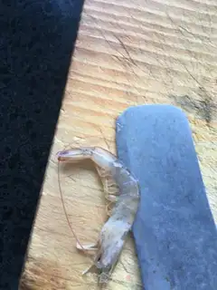 Make Tomato shrimp step 1