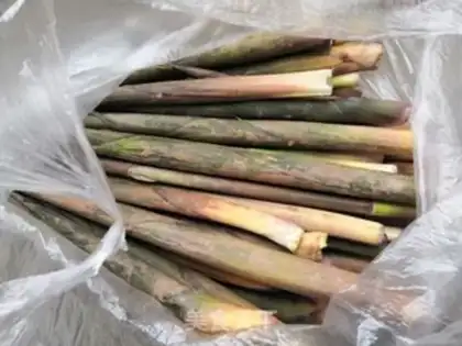 Make Pickles and bamboo step 1