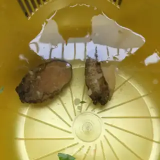Make Abalone sprouts step 1