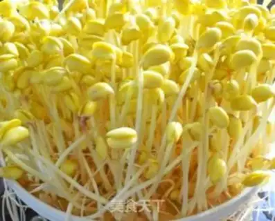 Make Soybean sprouts step 3