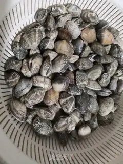 Make Pop clams step 0