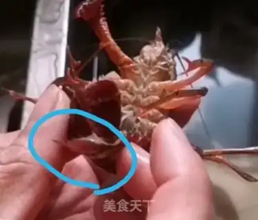 Make Thirteen spicy lobsters step 2