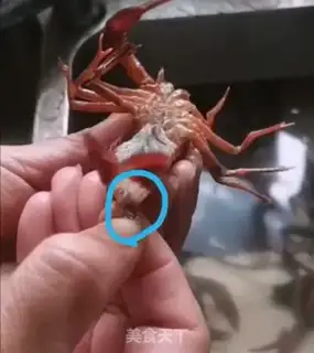 Make Thirteen spicy lobsters step 3