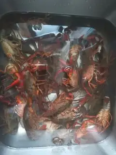 Make Thirteen spicy lobsters step 7