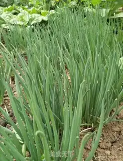 Make Celery leaves step 1