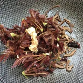 Make Fried fragrance step 12