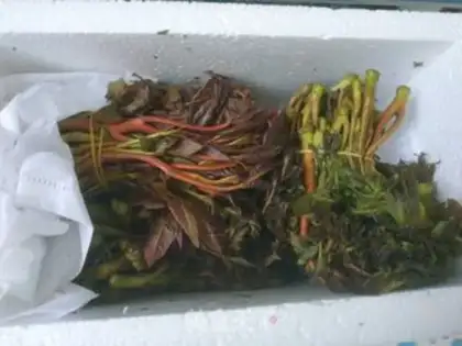 Make Fried sprouts step 0