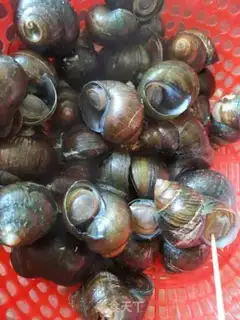 Make Snails step 5