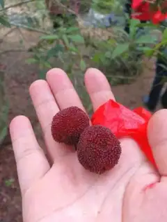 Make Homemade yin step 1