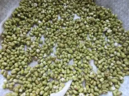 Make Auto green bean sprouts step 1